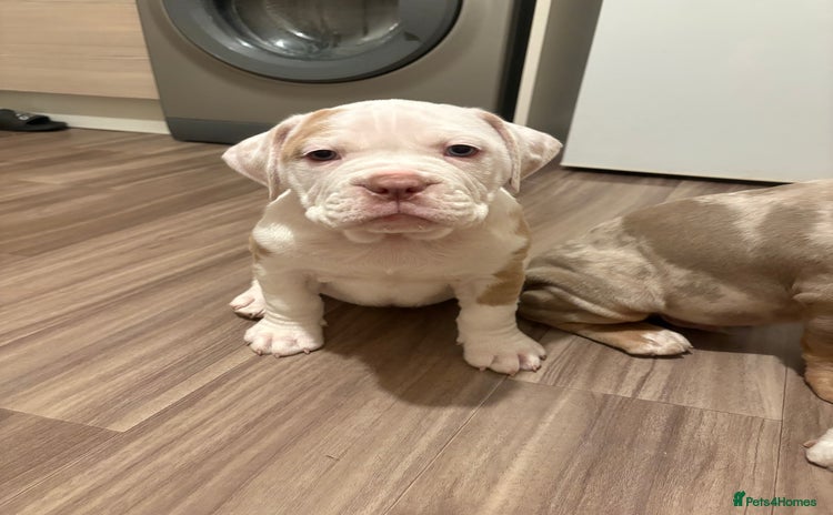 Olde English Bulldogge dogs - Advert 3