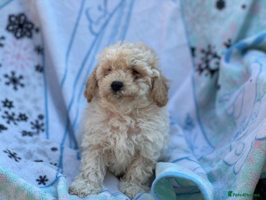 Poochon dogs for sale: Beautiful Poochons  - Image 15