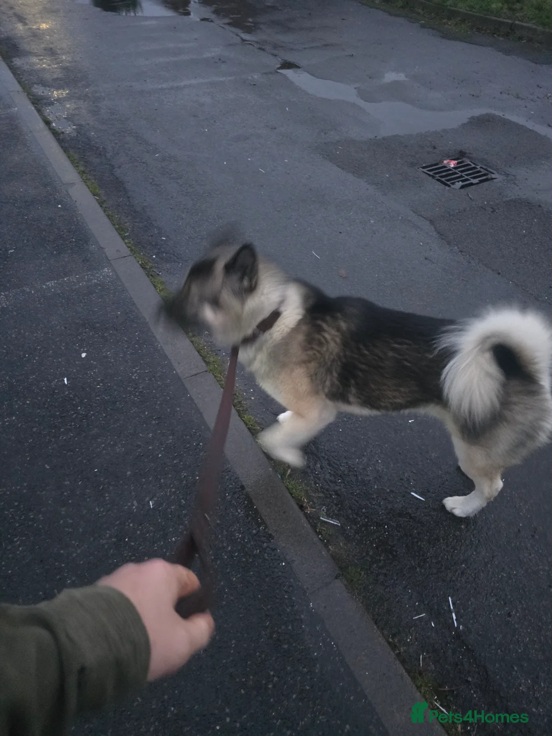 Mixed Breed dogs for sale: Pedro - Advert 9