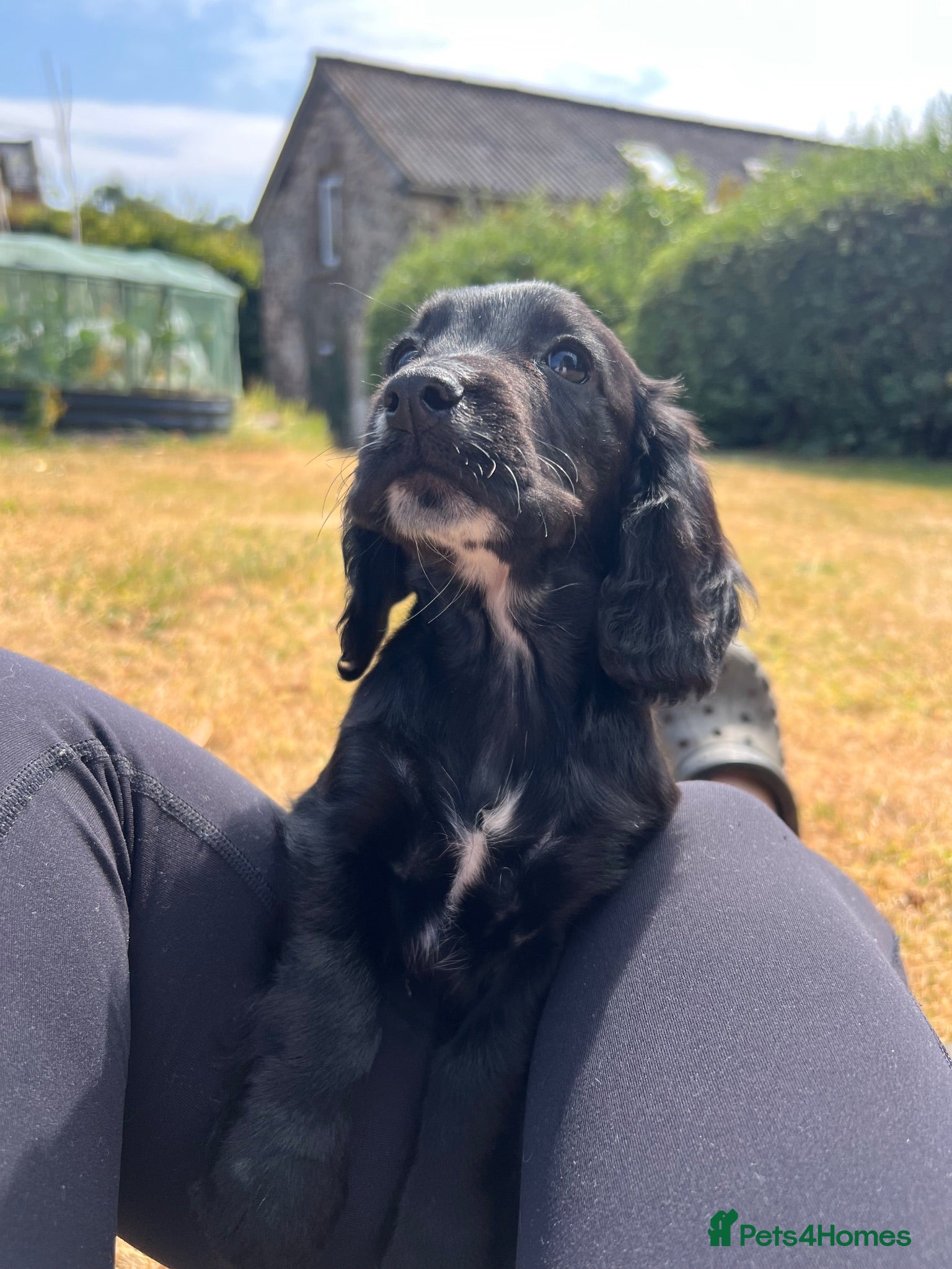 Cocker Spaniel dogs  Tri /white&black working cocker spaniel puppies  - Advert 11