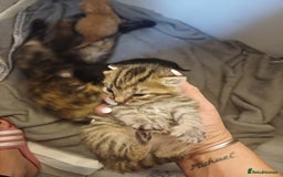 Mixed Breed cats for sale: Little Fluff kittens ready now  - Image 13