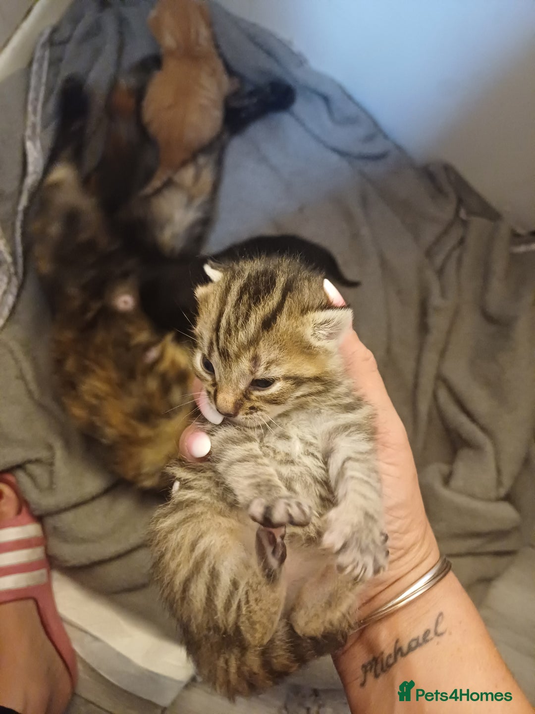 Mixed Breed cats for sale: Little Fluff kittens ready now  - Image 13
