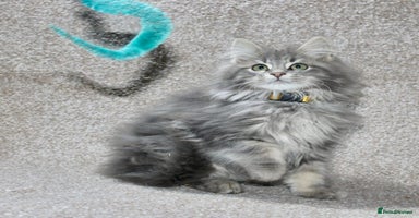 Maine Coon cats - Advert 3