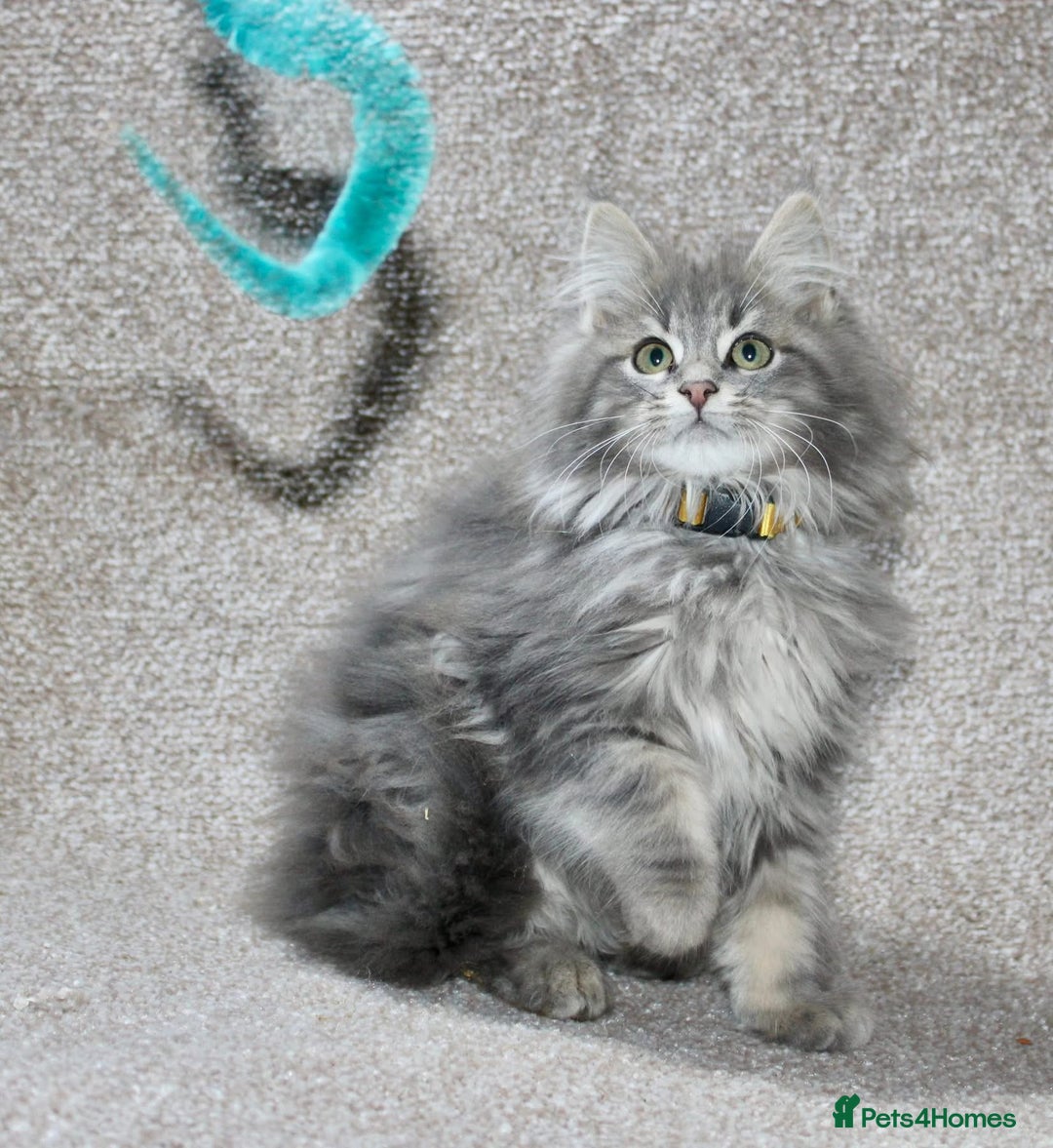 Maine Coon cats for sale: Plush PusZ XXL TICA registered Maine Coon Kittens - Advert 3