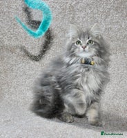 Maine Coon cats - Advert 2