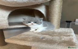 British Shorthair cats for sale: BEAUTIFUL BRITISH SHORTHAIR KITTENS - Image 13