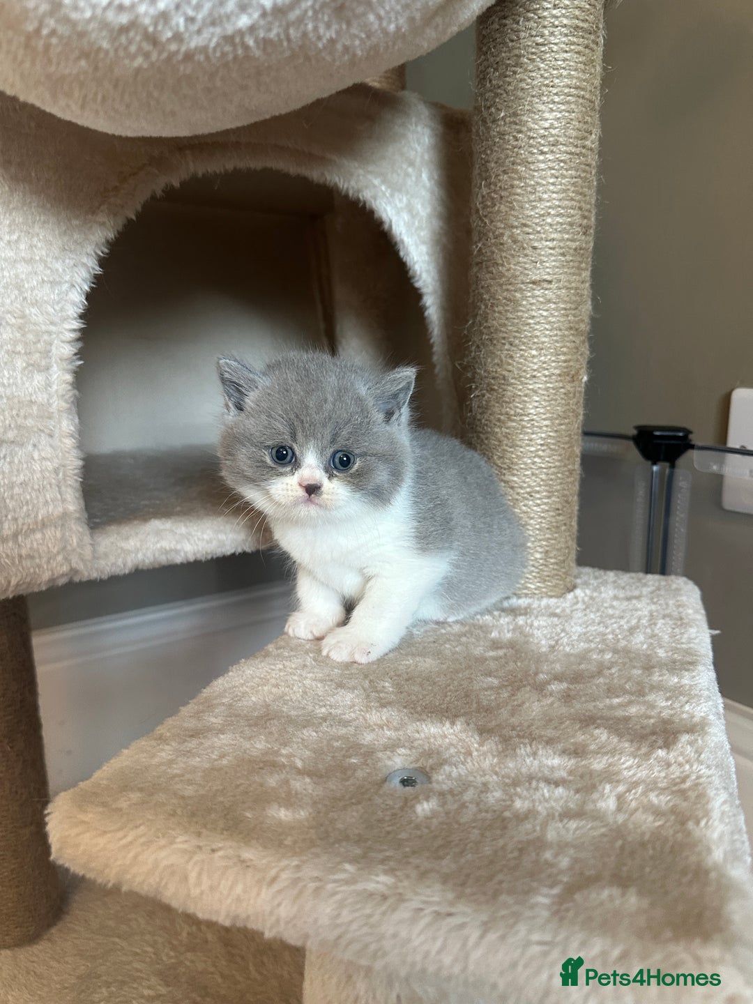 British Shorthair cats for sale: BEAUTIFUL BRITISH SHORTHAIR KITTENS - Image 13
