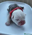 English Bulldog Puppy 5