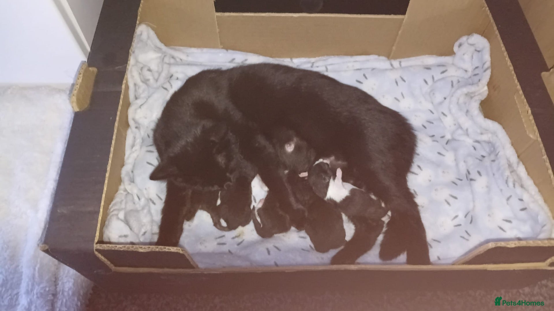 Domestic Shorthair cats Ready to leave 8 week old kittens  - Advert 1