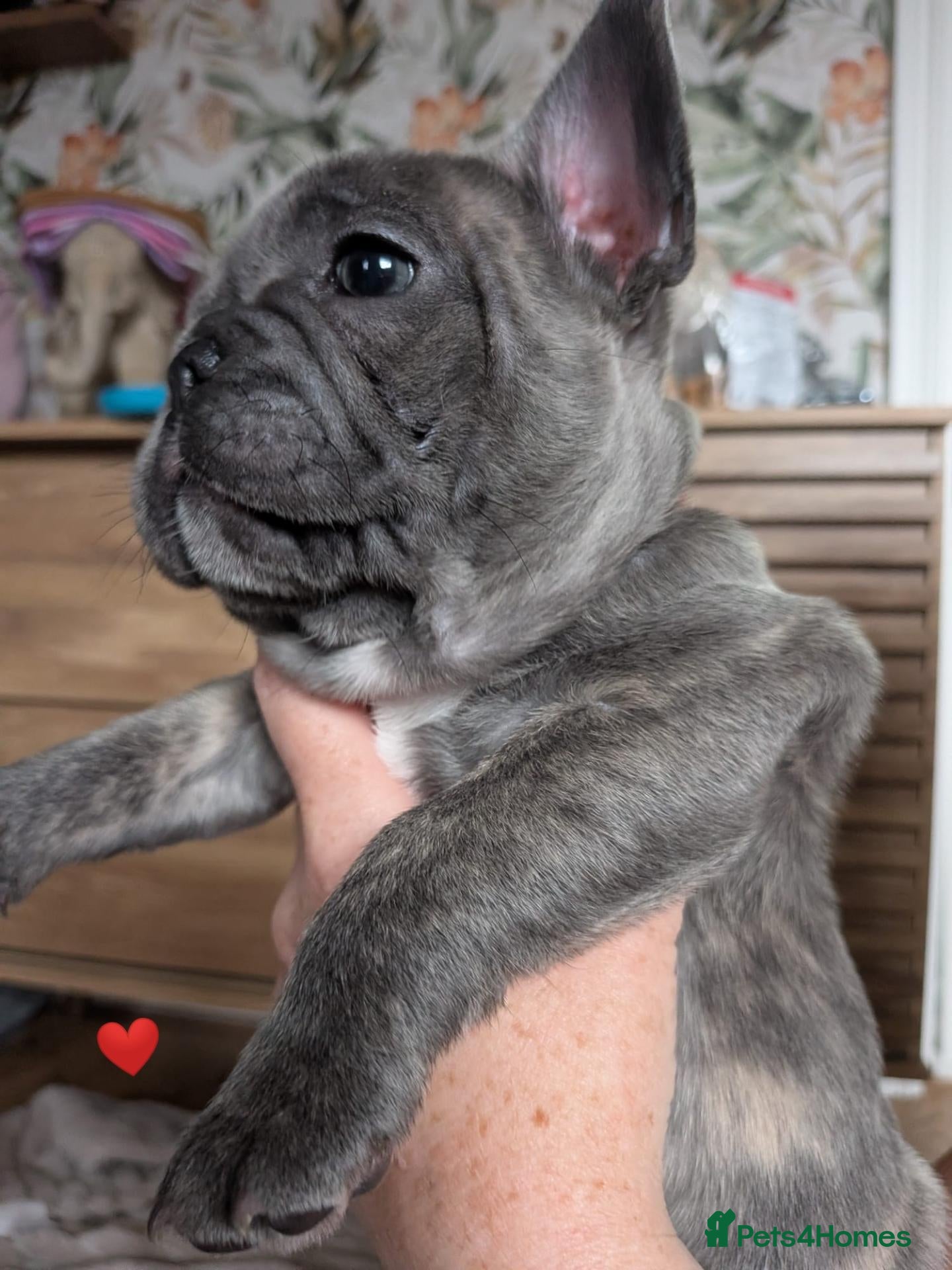 French Bulldog dogs French Bulldog pups 1 girl left (red) - Advert 1