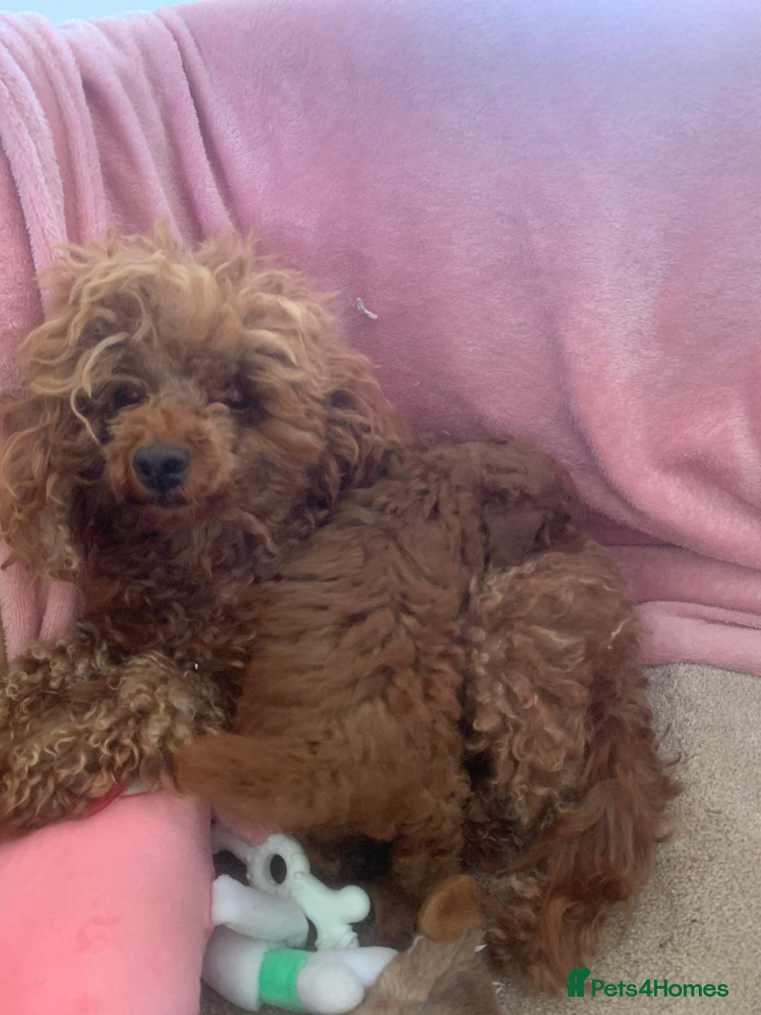 Toy Poodle dogs for sale: Toy poodle girl - Image 7