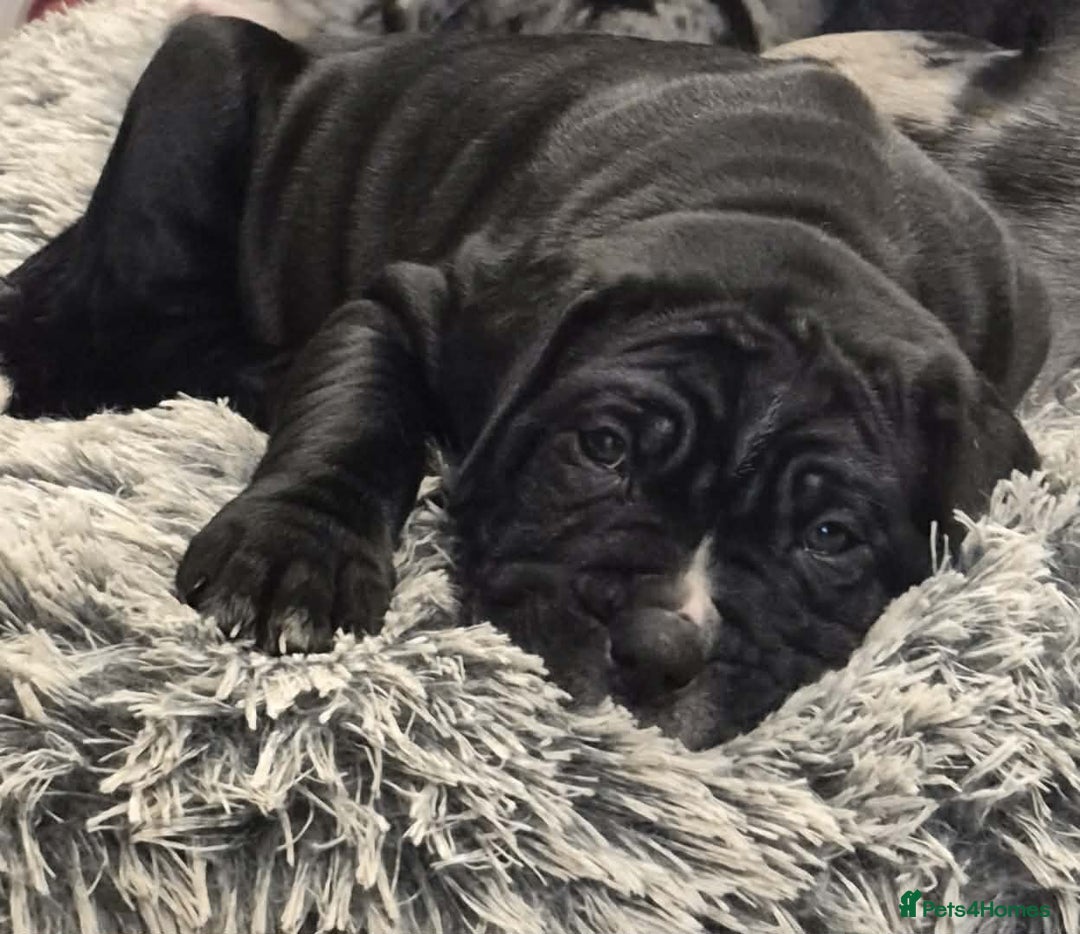 Cane Corso dogs for sale: Merle and brindle cane corso - Advert 15
