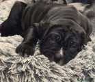 Cane Corso Puppy 4
