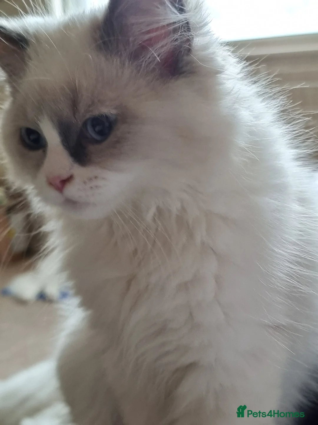 Siberian cats for sale: Pure Siberian kittens for sale in Hounslow - Advert 1