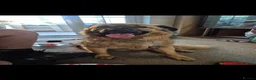 Mixed Breed dogs for sale: Bailey - Advert 5