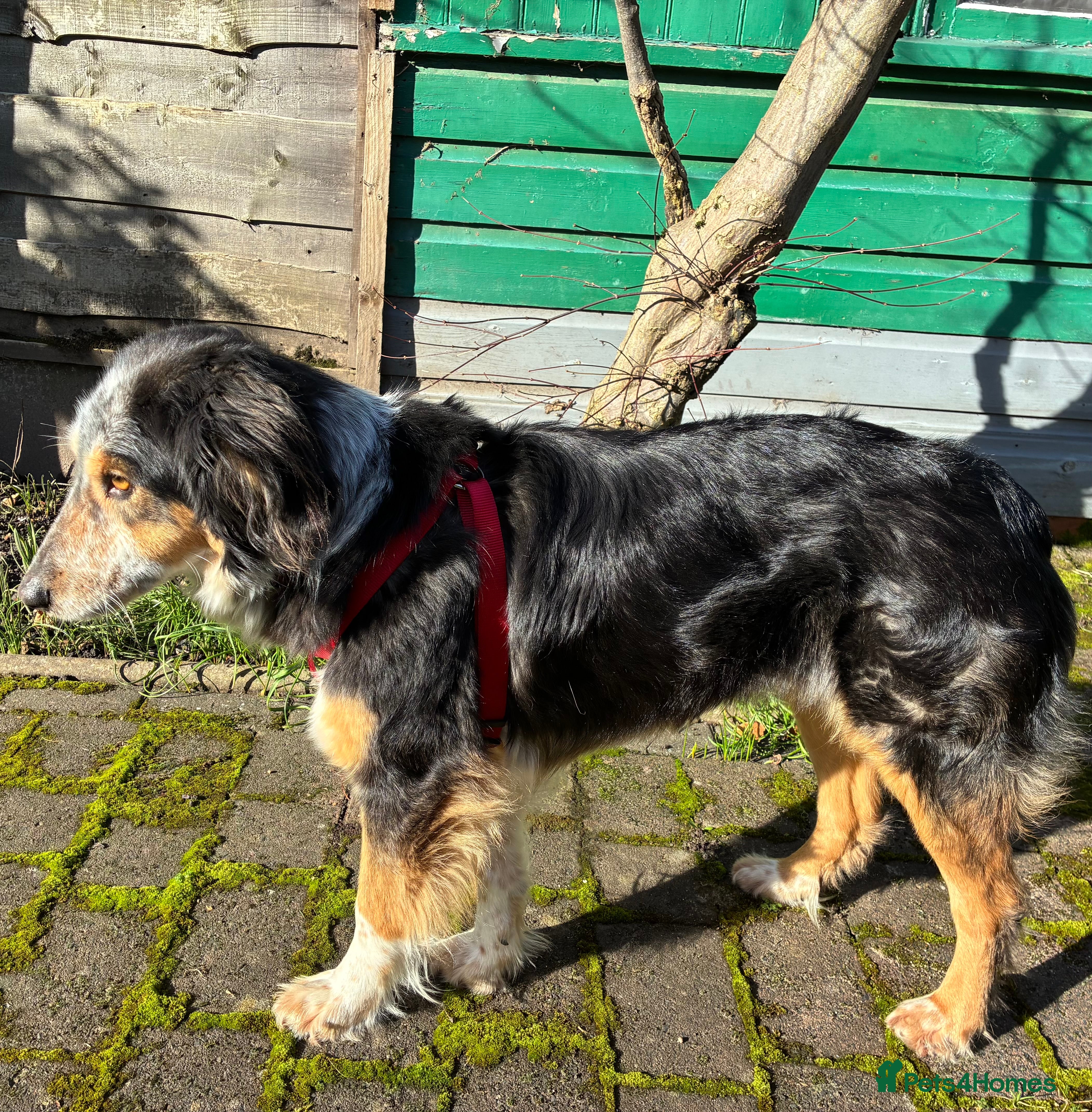 Mixed Breed dogs IRIS, a gentle dog of quiet nature - Advert 1