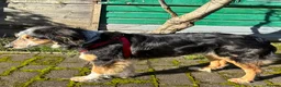 Mixed Breed dogs for adoption: IRIS, a gentle dog of quiet nature - Advert 1