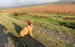 Labrador Retriever dogs for sale: Fox Red Labrador Puppies  - Image 17