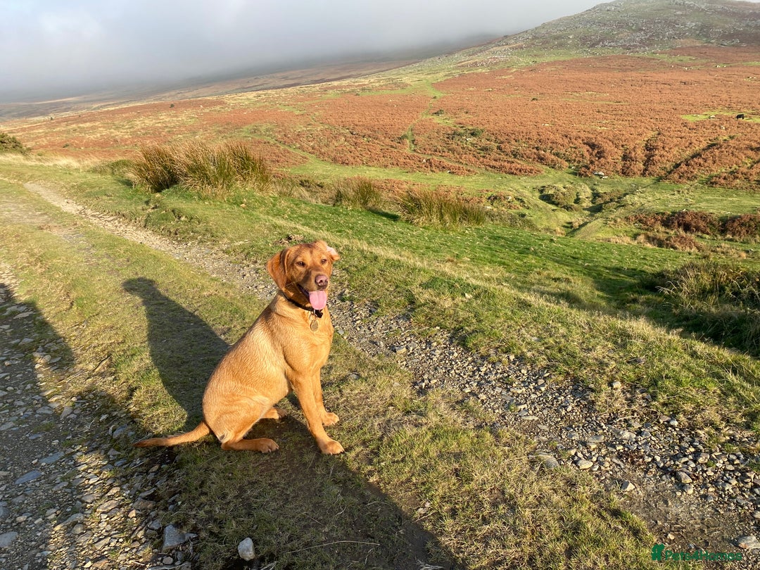 Labrador Retriever dogs for sale: Fox Red Labrador Puppies  - Image 17