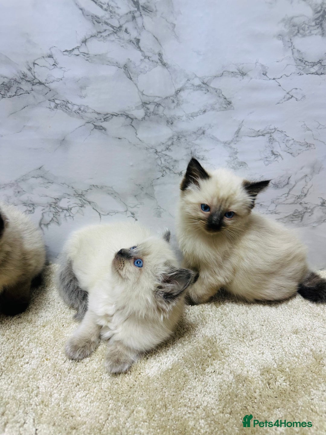 Ragdoll cats for sale: Pure Beautiful Ragdoll Kittens  - Advert 13