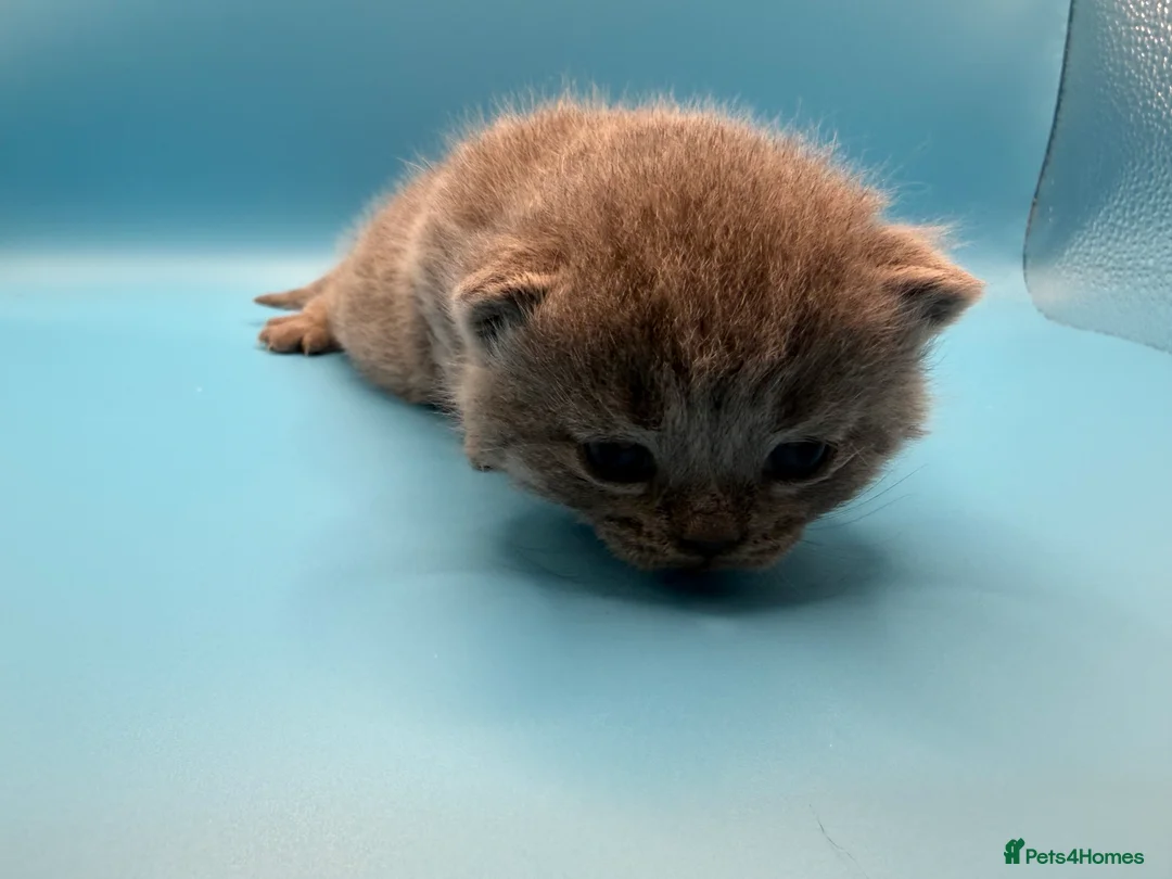 British Shorthair cats for sale: British Shorthair Boys - Advert 13