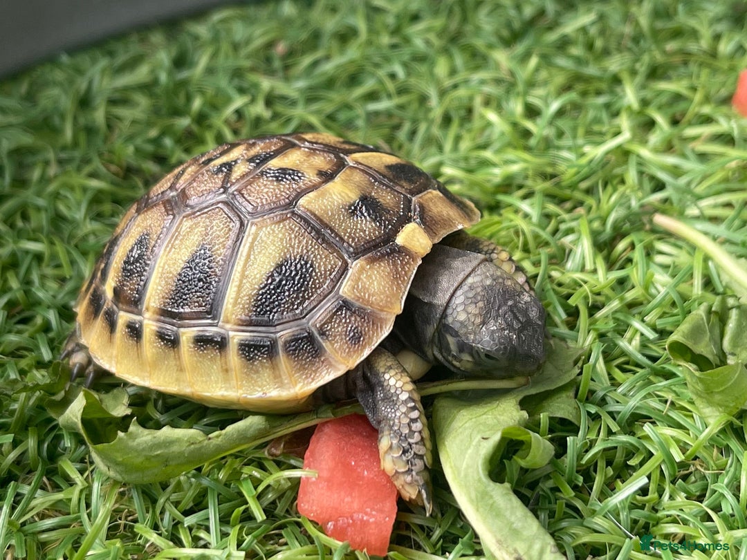 Hermann Tortoise reptiles for sale: Baby hermanns tortouse  - Image 5