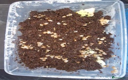 Snails invertebrates for sale: Giant African Land Snail babies - Image 4