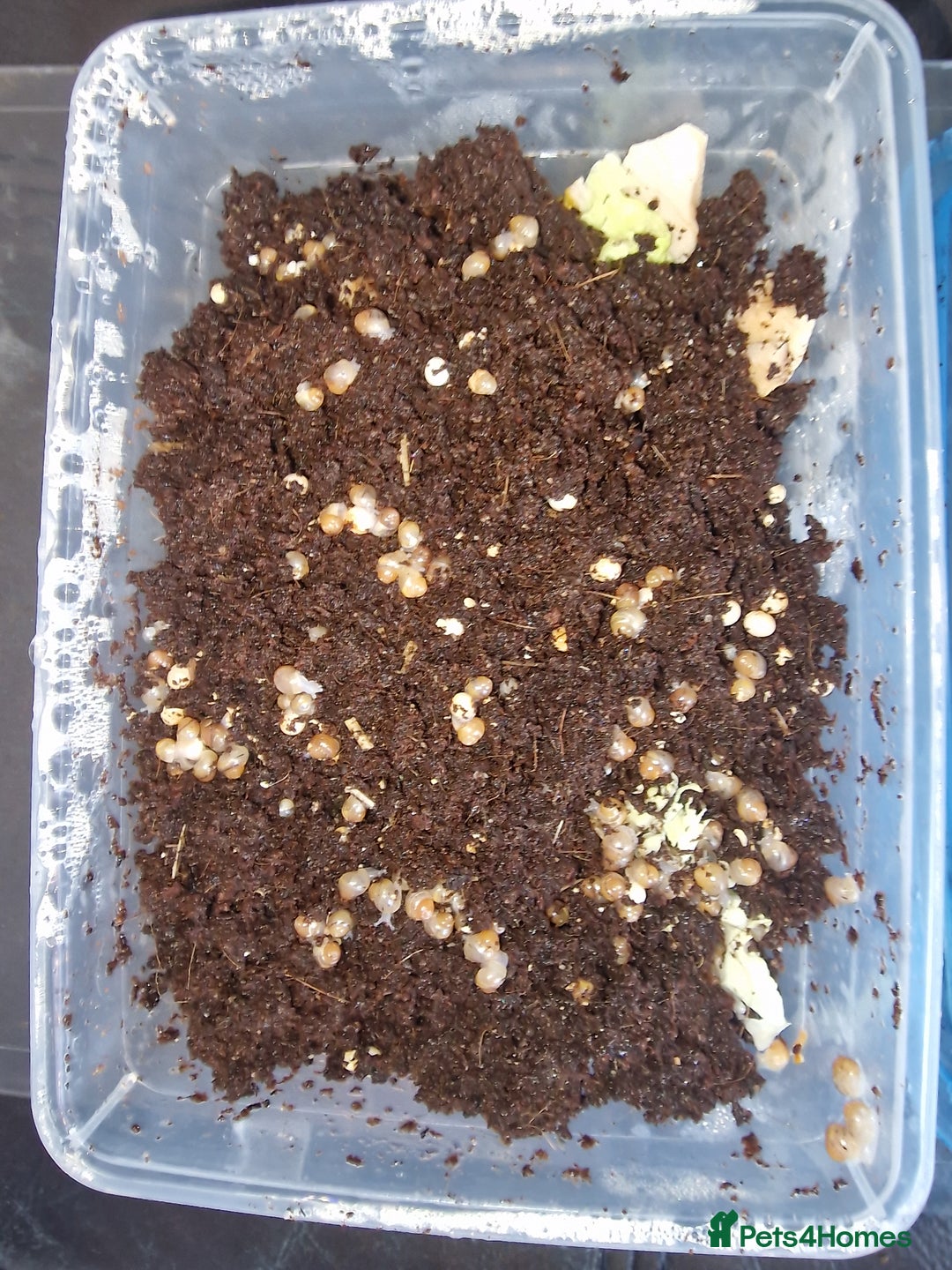 Snails invertebrates for sale: Giant African Land Snail babies - Image 4