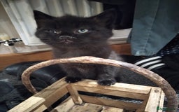 Mixed Breed cats for sale: Friendly kittens, well handled  - Image 5