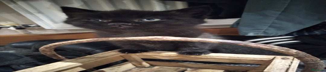 Mixed Breed Kitten 1