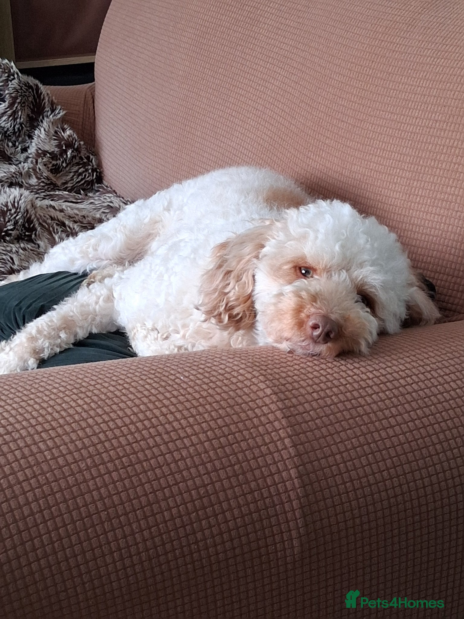 Miniature Poodle dogs Charlie - Advert 10