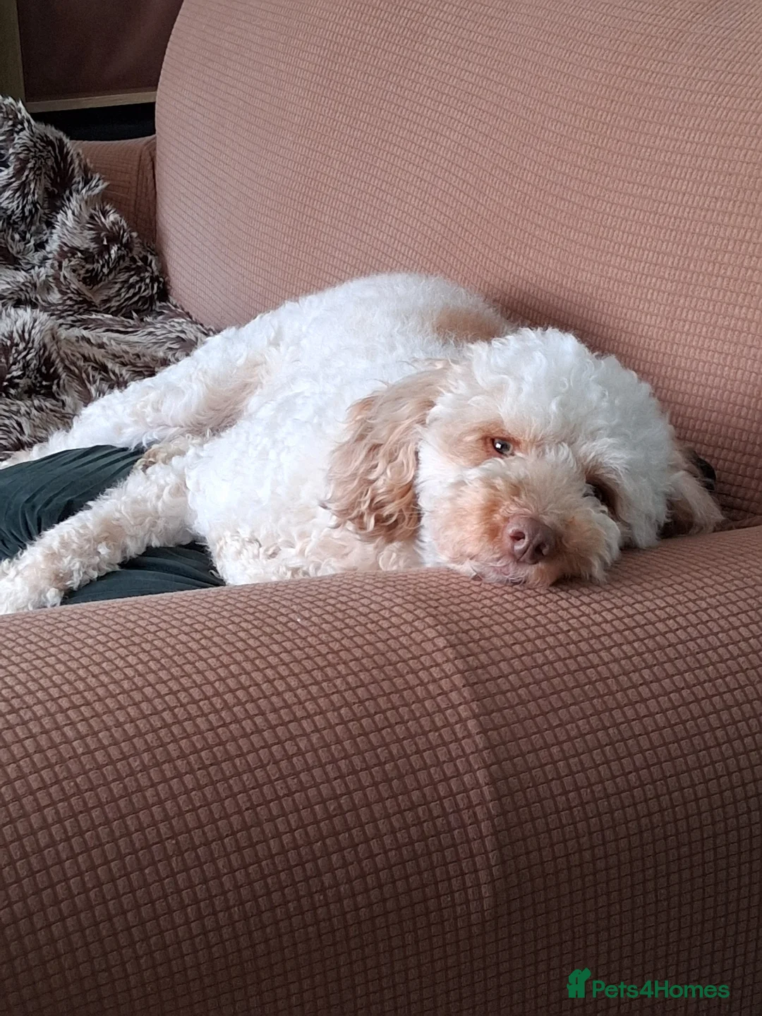Miniature Poodle dogs for stud: Charlie - Advert 1