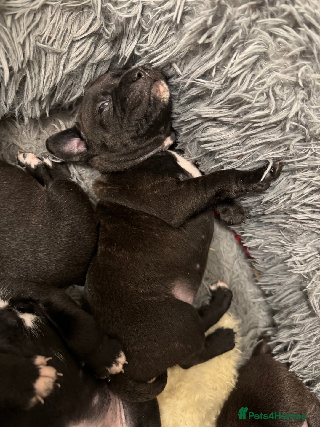 Staffordshire Bull Terrier dogs for sale: KC Staffordshire bull terrier puppies  - Advert 22