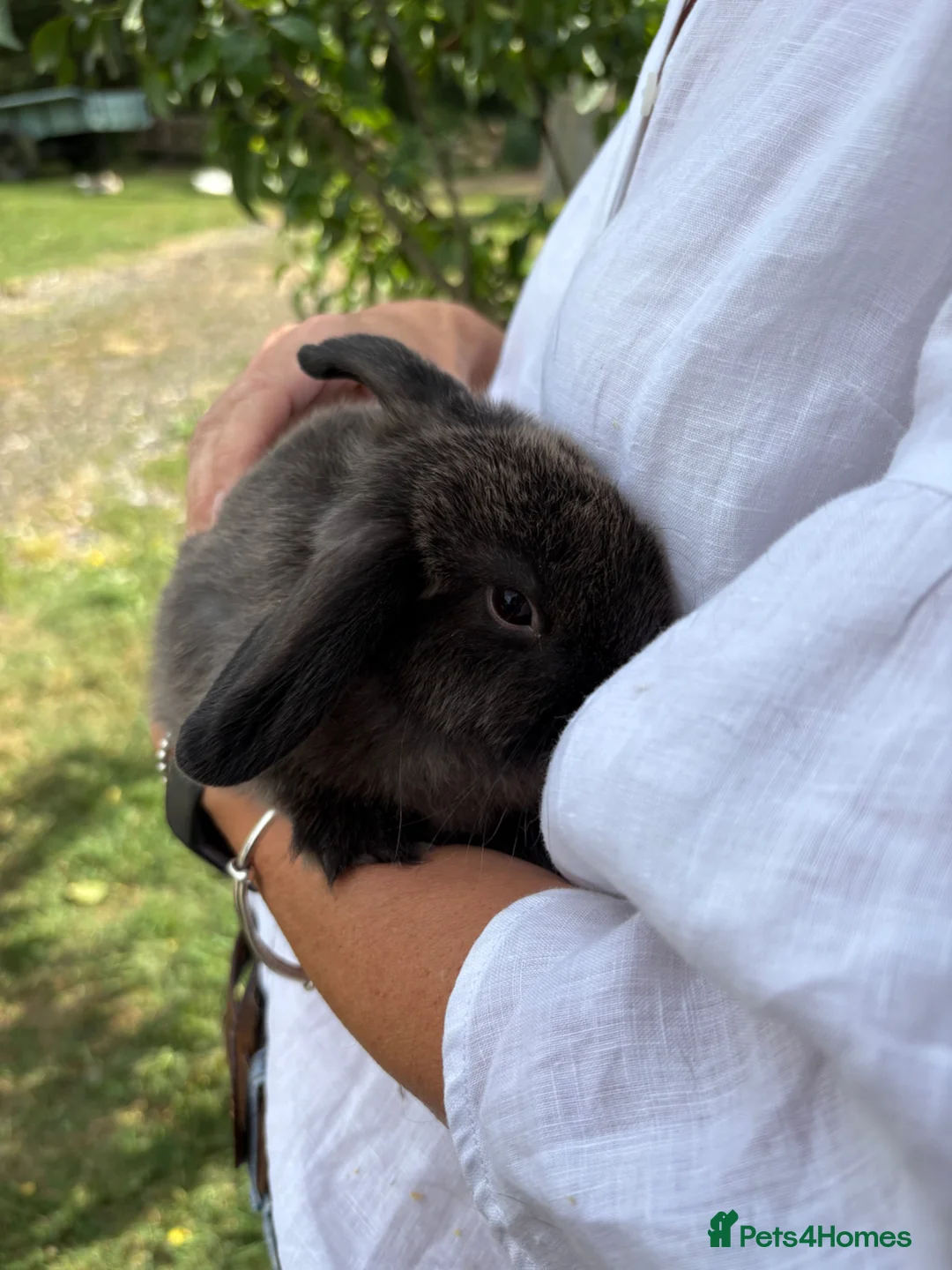 Mini Lop rabbits for sale: Mini Lops  - Advert 2