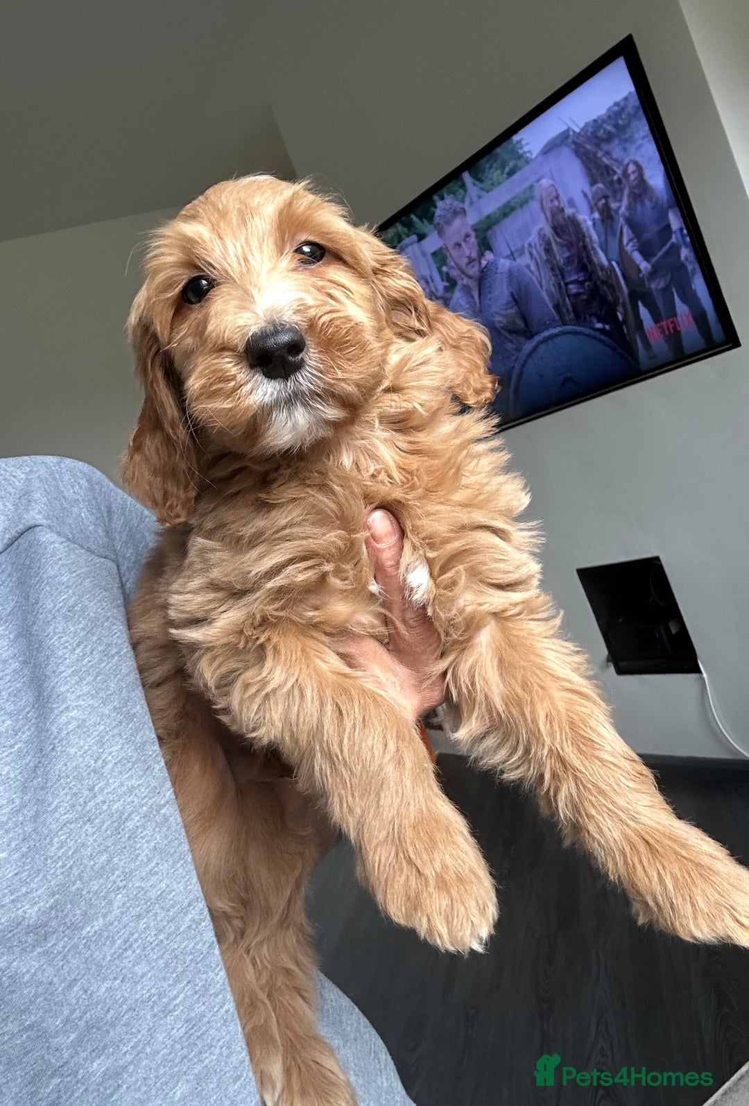 Goldendoodle dogs for sale: STUNNING GOLDEN DOODLES READY NOW - Image 28