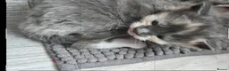 Maine Coon cats for sale: TiCA reg. POLLYDACTYL XL maine coons - Advert 4