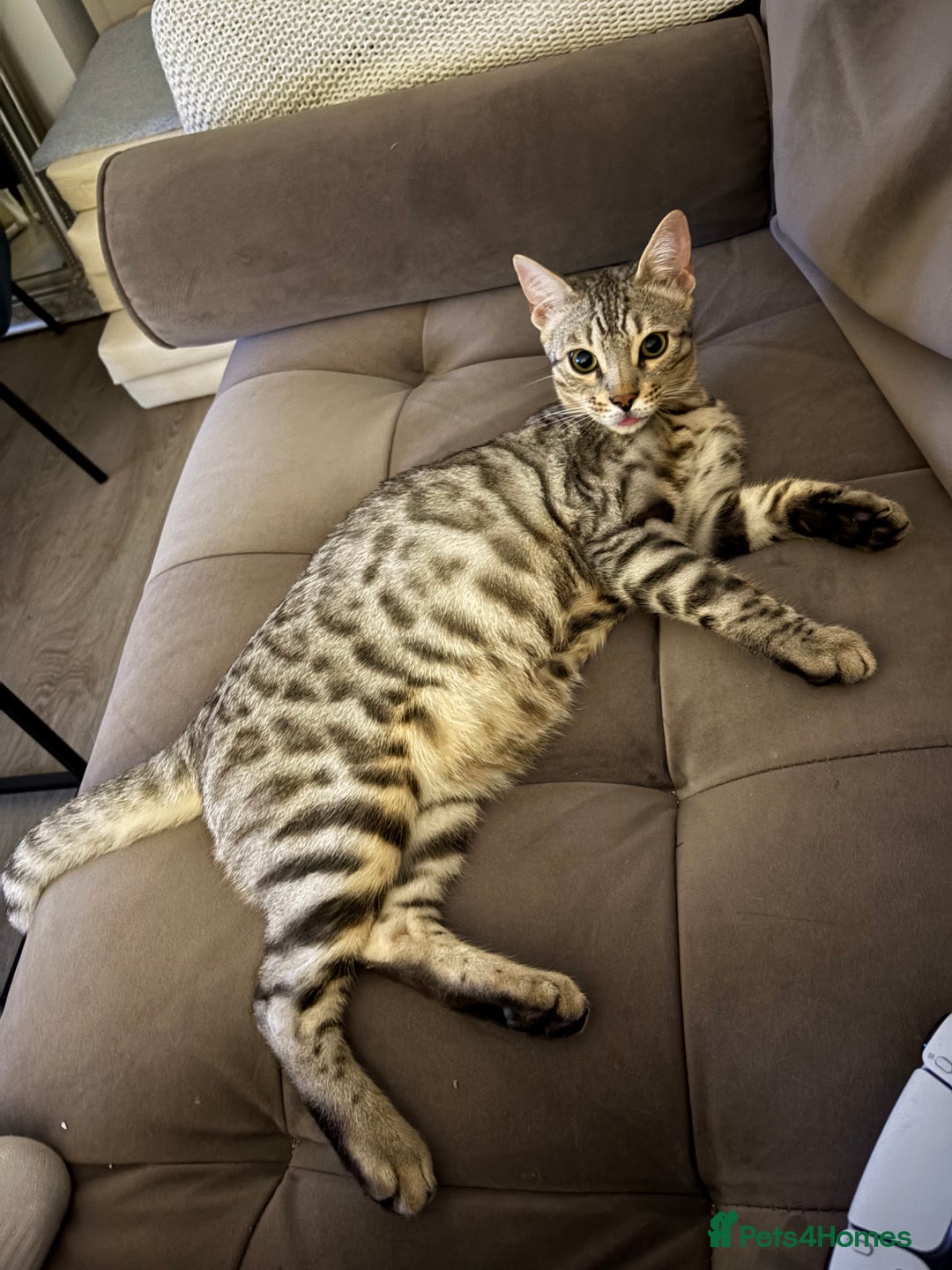 Bengal cats for sale: Loving Home Wanted for Male Bengal – Theo  - Advert 5