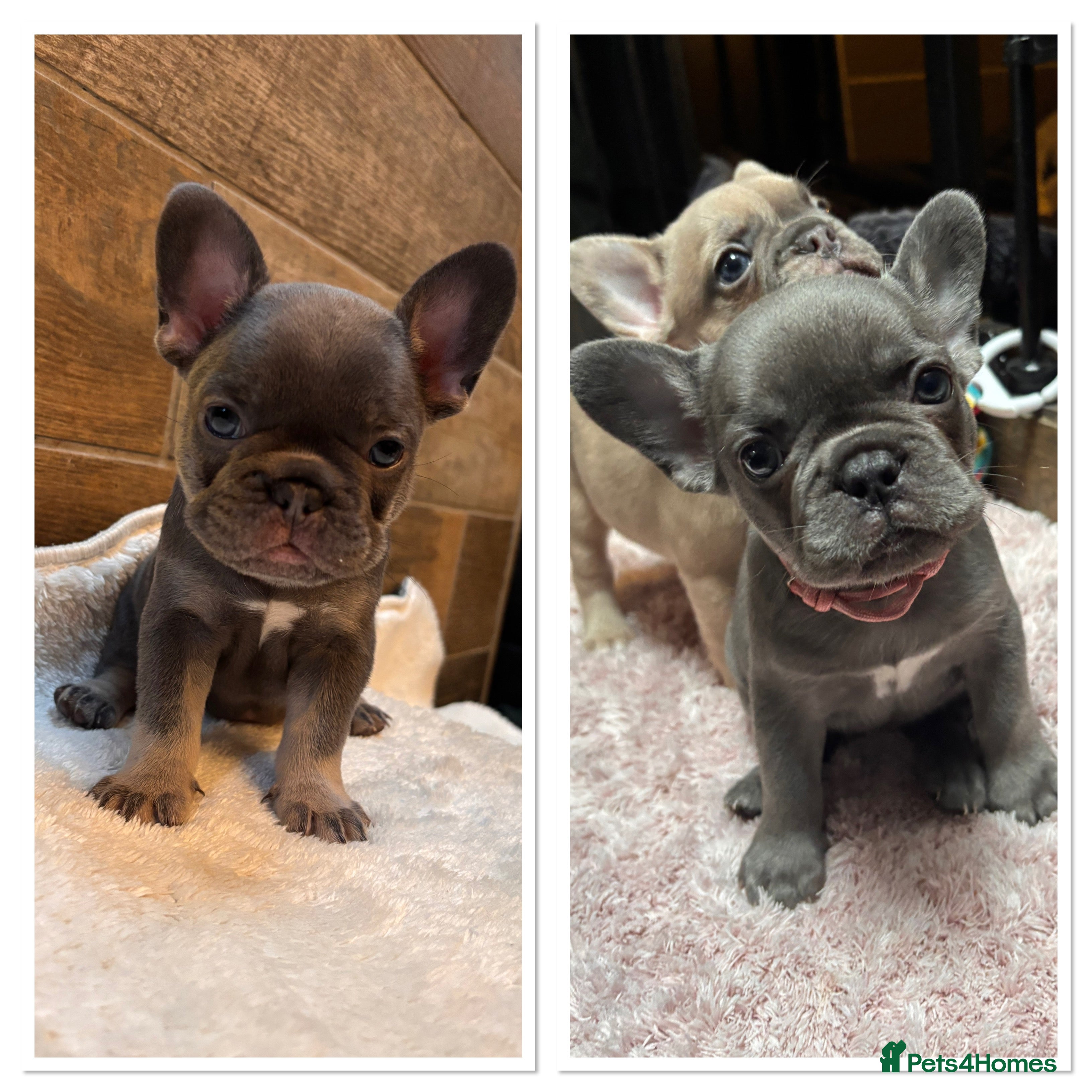 French Bulldog dogs 2 girls left and due to leave on the 6th March  - Advert 2