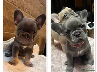 French Bulldog dogs 2 girls left and due to leave on the 6th March - Advert 2
