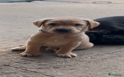 Labrador Retriever dogs for sale: Ready now!! KC Fox Red & Black Labrador Puppies - Image 2