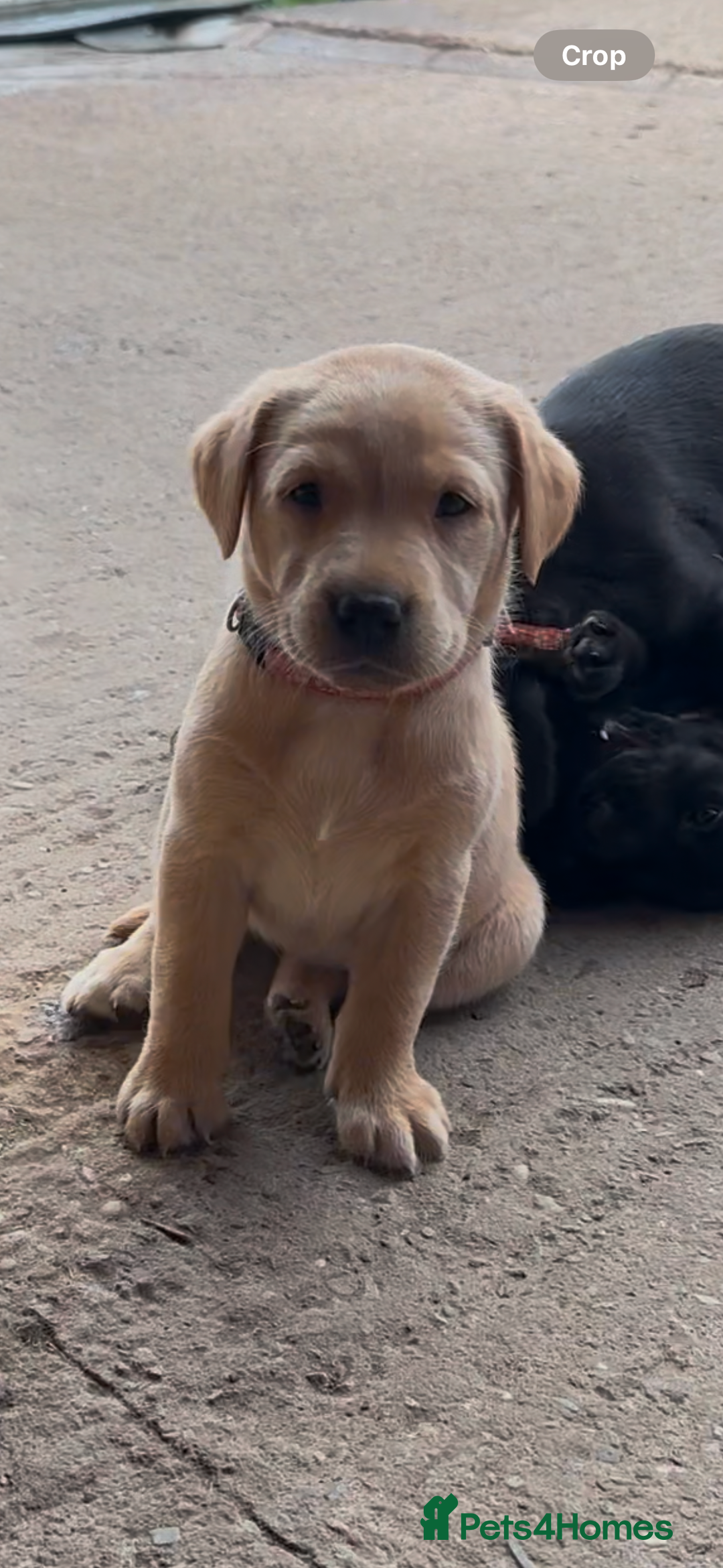 Labrador Retriever dogs for sale: Ready now!! KC Fox Red & Black Labrador Puppies - Image 2