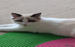 Ragdoll cats for sale: Kitty Ragdoll  - Image 4