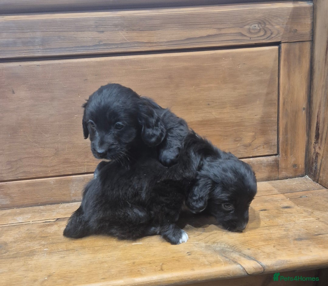 Mixed Breed dogs for sale: Corgi x Cocker Spaniel - Advert 1