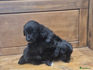 Mixed Breed dogs Corgi x Cocker Spaniel - Advert 2