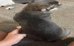 French Bulldog dogs for sale: 6months old LILAC FRENCHIE - Image 6