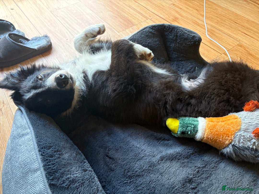 Border Collie dogs for sale: Meet Enzo - Image 7