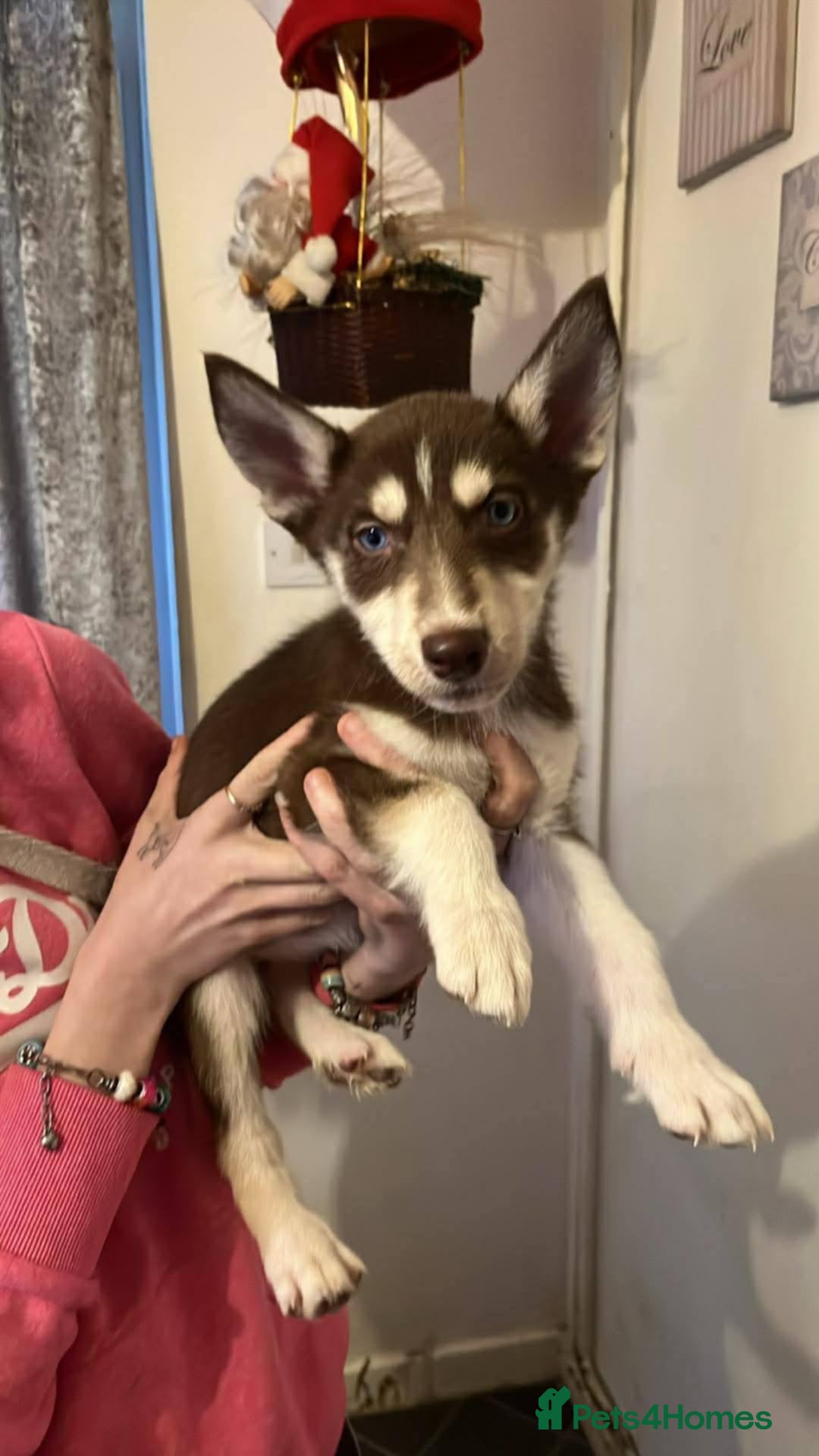 Mixed Breed dogs for sale: 4 males 1 female german sheperd x husky - Advert 3