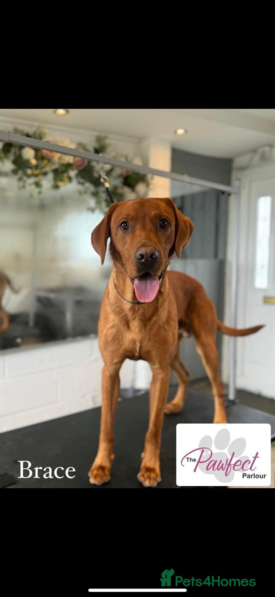 Labrador Retriever dogs Red fox lab - Advert 2