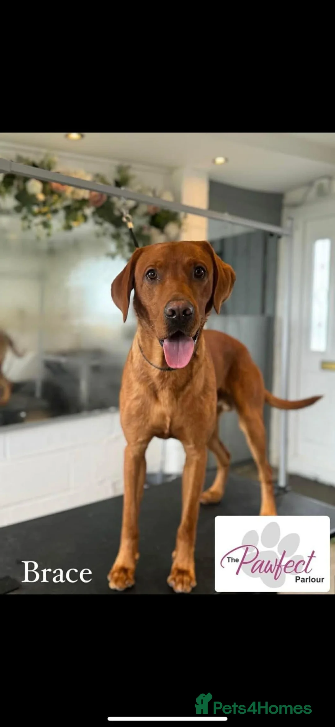 Labrador Retriever dogs for stud: Red fox lab - Advert 1