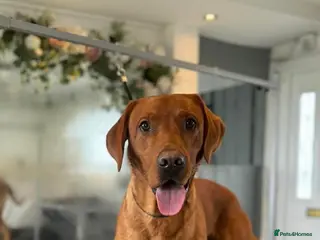 Labrador Retriever dogs Red fox lab - Advert 2